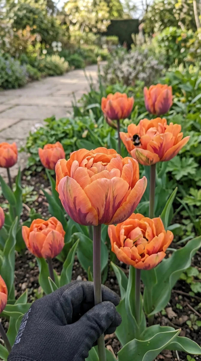 Tulipa 'Orange Princess' (Tulip) - Harding & Bloom
