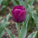 Tulipa 'Negrita' (Tulip) - Harding & Bloom