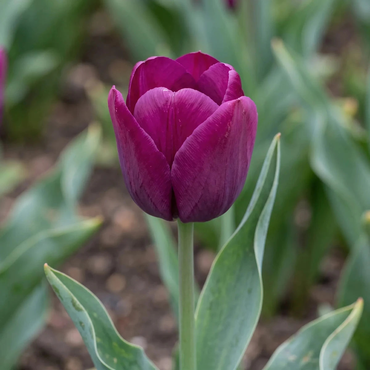 Tulipa 'Negrita' (Tulip) - Harding & Bloom