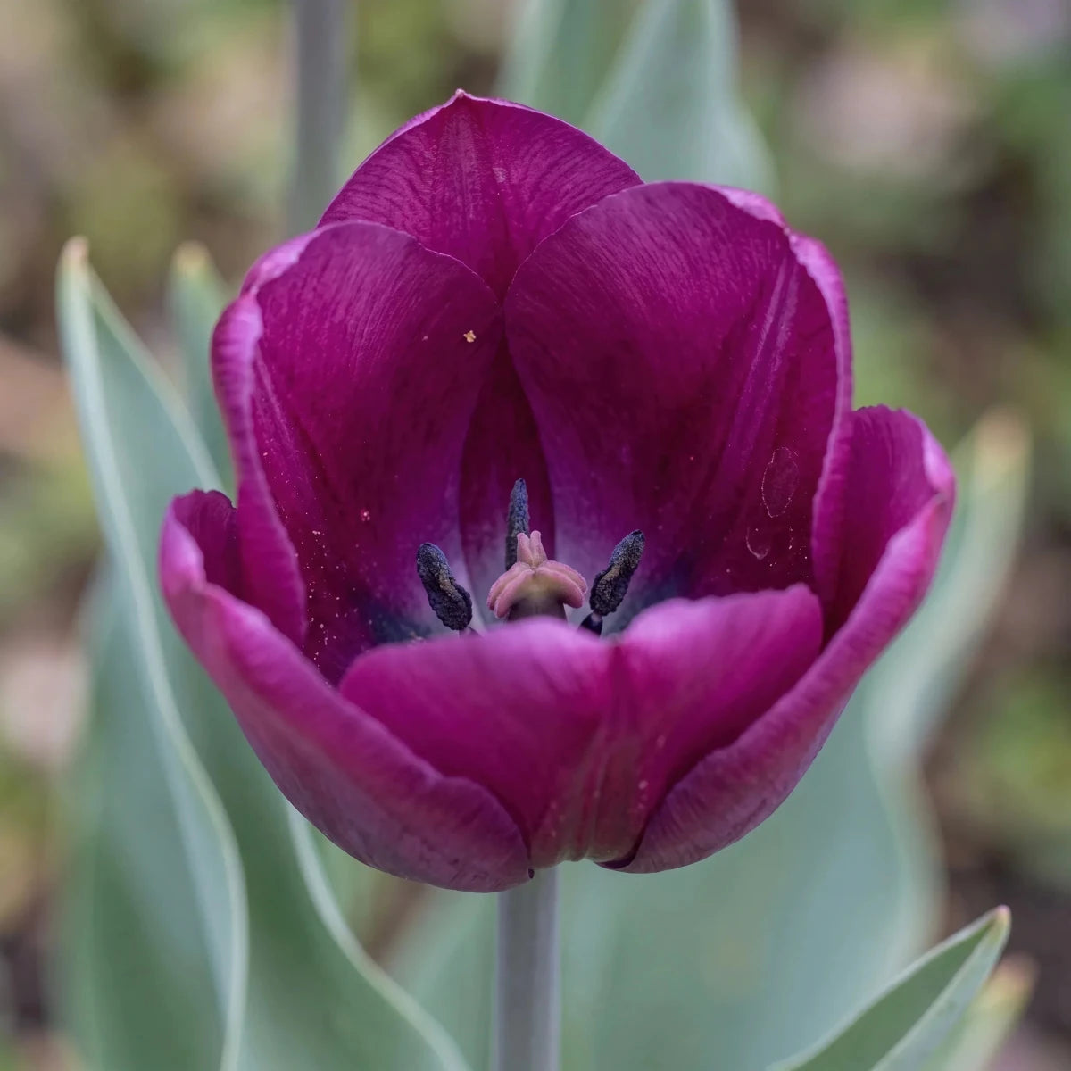 Tulipa 'Negrita' (Tulip) - Harding & Bloom