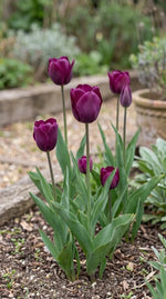 Tulipa 'Negrita' (Tulip) - Harding & Bloom