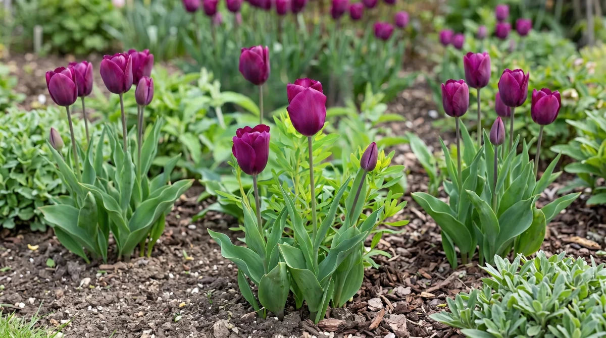 Tulipa 'Negrita' (Tulip) - Harding & Bloom