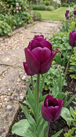Tulipa 'Negrita' (Tulip) - Harding & Bloom