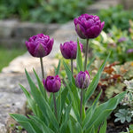 Tulipa 'Negrita Double' - Harding & Bloom
