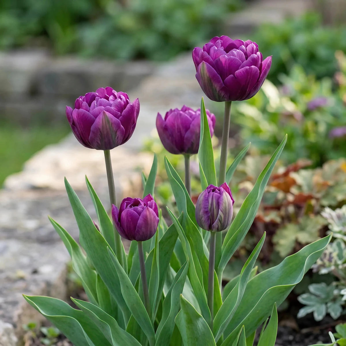 Tulipa 'Negrita Double' - Harding & Bloom