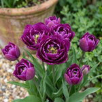 Tulipa 'Negrita Double' - Harding & Bloom