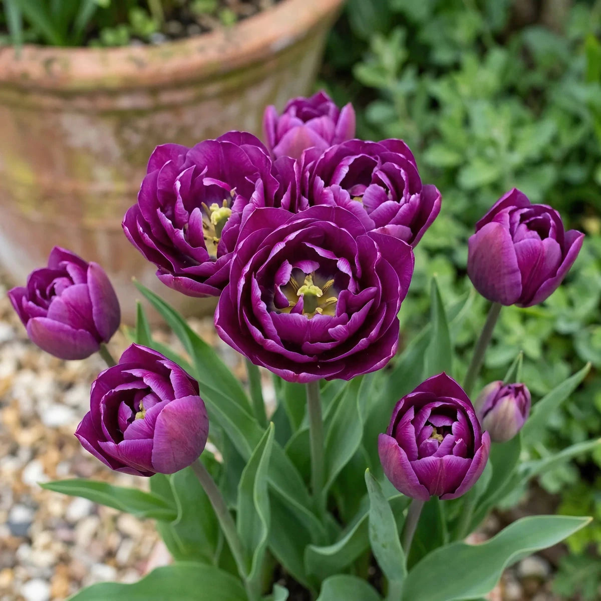 Tulipa 'Negrita Double' - Harding & Bloom