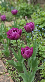Tulipa 'Negrita Double' - Harding & Bloom
