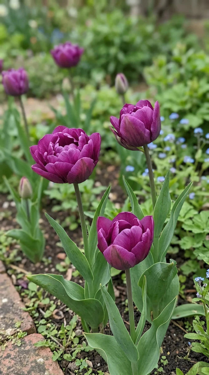 Tulipa 'Negrita Double' - Harding & Bloom