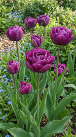 Tulipa 'Negrita Double' - Harding & Bloom