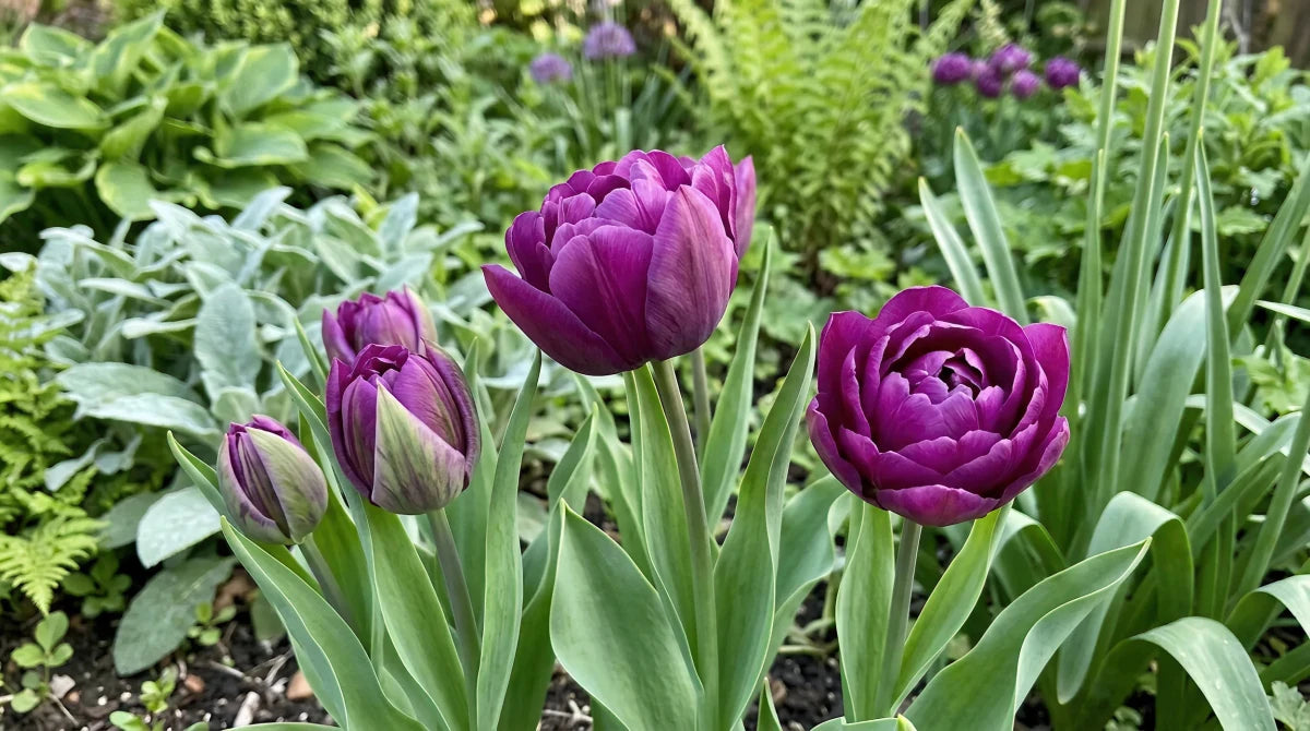 Tulipa 'Negrita Double' - Harding & Bloom
