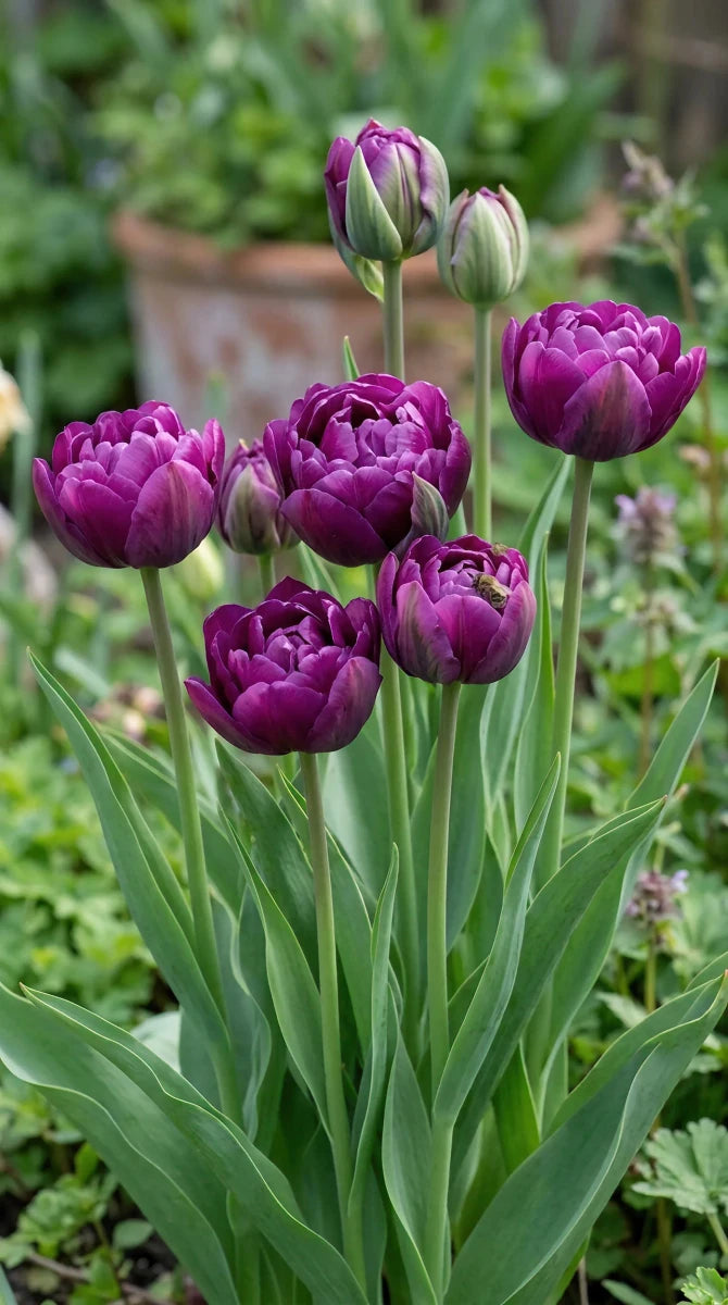 Tulipa 'Negrita Double' - Harding & Bloom