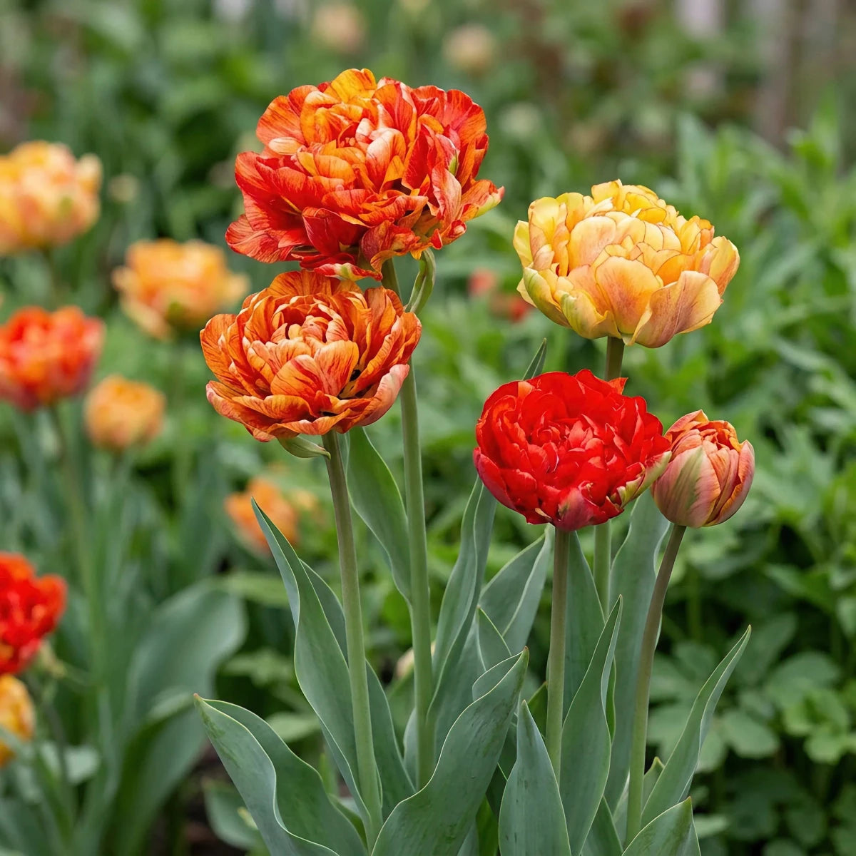 Tulipa 'Gudoshnik Double' (Tulip) - Harding & Bloom