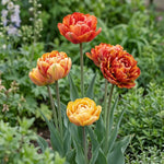 Tulipa 'Gudoshnik Double' (Tulip) - Harding & Bloom