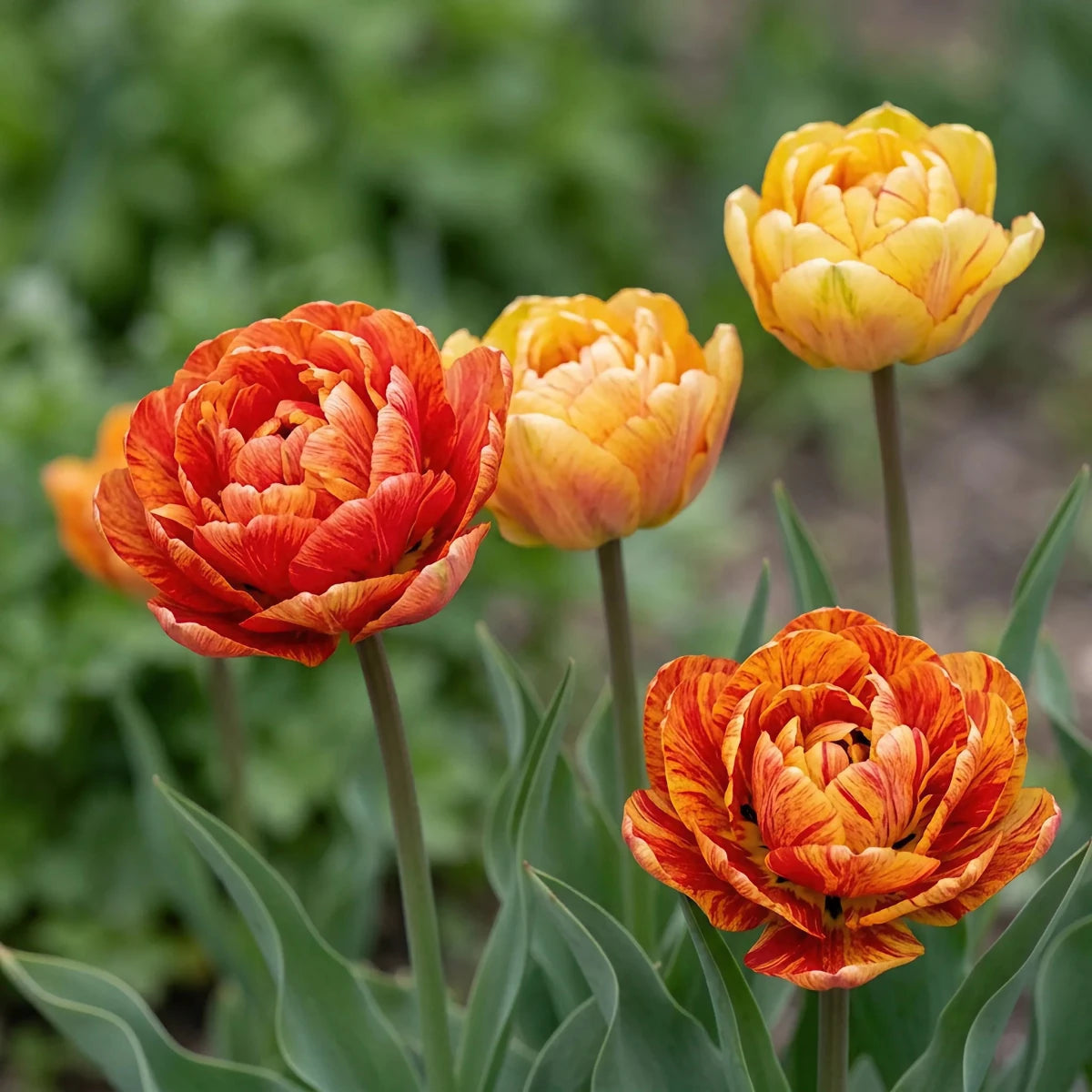 Tulipa 'Gudoshnik Double' (Tulip) - Harding & Bloom