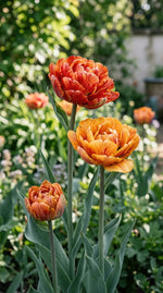 Tulipa 'Gudoshnik Double' (Tulip) - Harding & Bloom