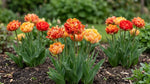Tulipa 'Gudoshnik Double' (Tulip) - Harding & Bloom