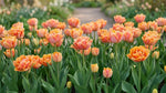 Tulipa 'Foxy Foxtrot' (Tulip) - Harding & Bloom