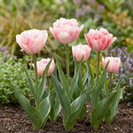 Tulipa 'Foxtrot' (tulip 'Foxtrot) - Harding & Bloom
