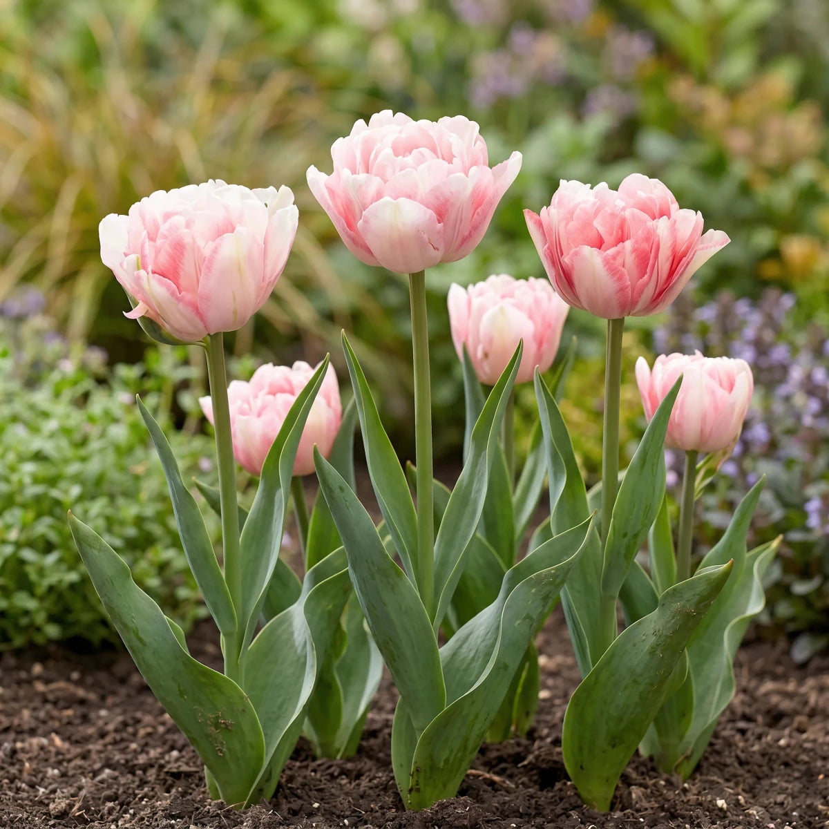Tulipa 'Foxtrot' (tulip 'Foxtrot) - Harding & Bloom
