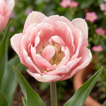 Tulipa 'Foxtrot' (tulip 'Foxtrot) - Harding & Bloom
