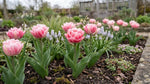 Tulipa 'Foxtrot' (tulip 'Foxtrot) - Harding & Bloom