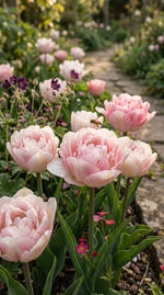 Tulipa 'Foxtrot' (tulip 'Foxtrot) - Harding & Bloom