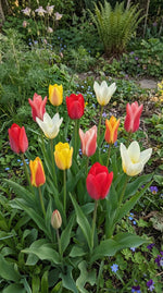 Tulipa 'Fosteriana Mix' - Harding & Bloom
