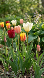 Tulipa 'Fosteriana Mix' - Harding & Bloom