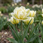 Tulipa 'Exotic Emperor' (tulip) - Harding & Bloom