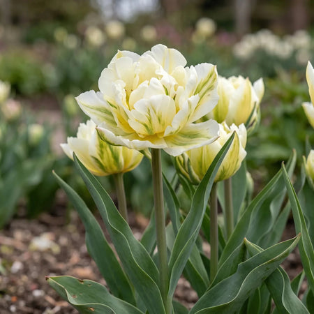 Tulipa 'Exotic Emperor' (tulip) - Harding & Bloom
