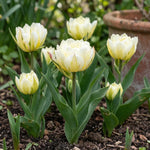Tulipa 'Exotic Emperor' (tulip) - Harding & Bloom