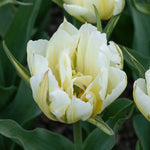 Tulipa 'Exotic Emperor' (tulip) - Harding & Bloom
