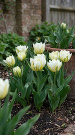 Tulipa 'Exotic Emperor' (tulip) - Harding & Bloom