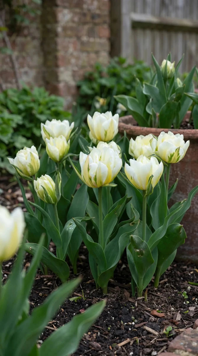 Tulipa 'Exotic Emperor' (tulip) - Harding & Bloom