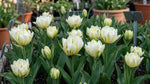 Tulipa 'Exotic Emperor' (tulip) - Harding & Bloom