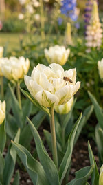 Tulipa 'Exotic Emperor' (tulip) - Harding & Bloom