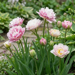 Tulipa 'Double Surprise' (Tulip) - Harding & Bloom