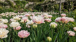 Tulipa 'Double Surprise' (Tulip) - Harding & Bloom