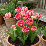 Tulipa 'Double Blizz' (Tulip) - Harding & Bloom