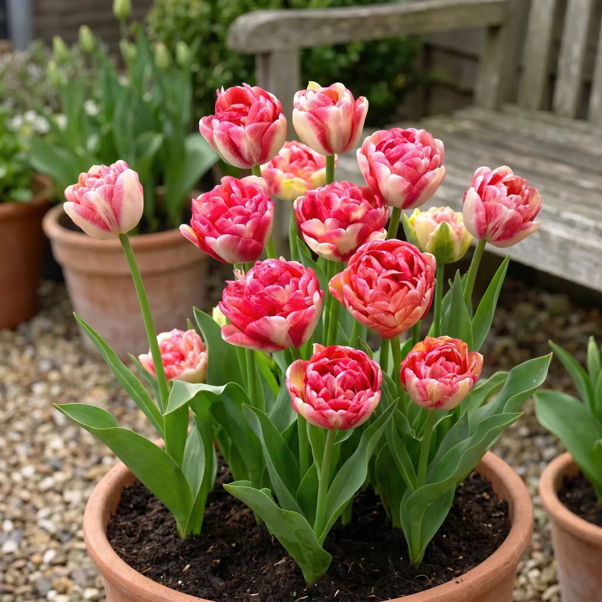 Tulipa 'Double Blizz' (Tulip) - Harding & Bloom