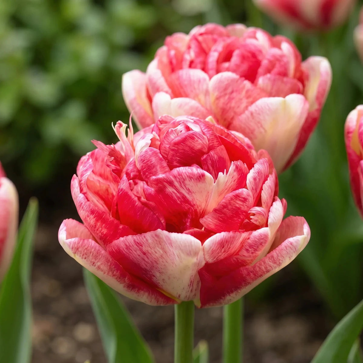 Tulipa 'Double Blizz' (Tulip) - Harding & Bloom