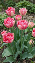 Tulipa 'Double Blizz' (Tulip) - Harding & Bloom