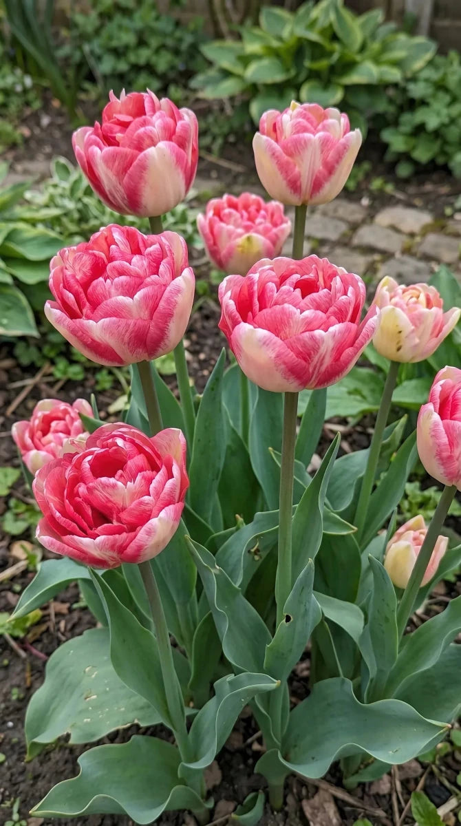 Tulipa 'Double Blizz' (Tulip) - Harding & Bloom