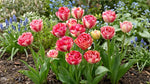 Tulipa 'Double Blizz' (Tulip) - Harding & Bloom