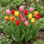 Tulipa 'Darwin Hybrid Mix' (Tulip) - Harding & Bloom