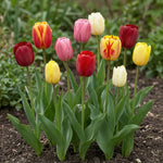 Tulipa 'Darwin Hybrid Mix' (Tulip) - Harding & Bloom