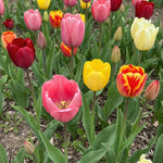 Tulipa 'Darwin Hybrid Mix' (Tulip) - Harding & Bloom