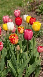 Tulipa 'Darwin Hybrid Mix' (Tulip) - Harding & Bloom