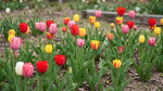Tulipa 'Darwin Hybrid Mix' (Tulip) - Harding & Bloom